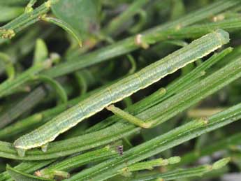  Chenille de Chesias isabella Schaw. - �Philippe Mothiron