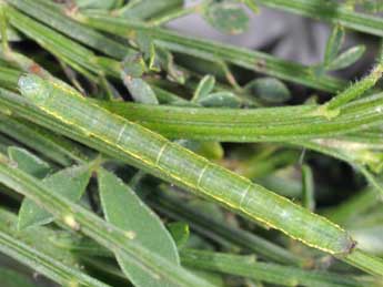  Chenille de Chesias isabella Schaw. - �Philippe Mothiron