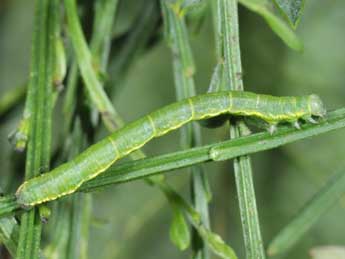  Chenille de Chesias isabella Schaw. - �Philippe Mothiron