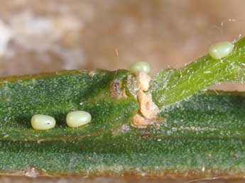  Oeuf de Chesias isabella Schaw. - �Philippe Mothiron