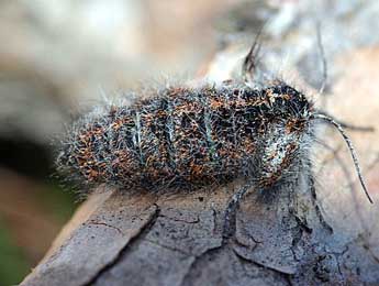 Lycia isabellae Harrison adulte - �David Demerges