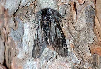 Lycia isabellae Harrison adulte - �David Demerges