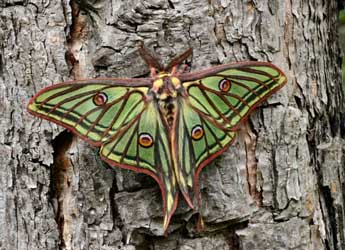 Graellsia isabellae Grlls adulte - �Daniel Morel