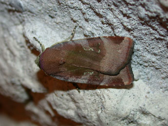 Noctua janthe Bkh. adulte - �Philippe Mothiron