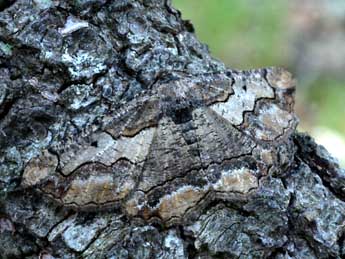 Menophra japygiaria Costa adulte - �Daniel Morel