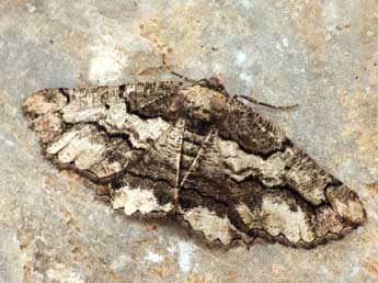 Menophra japygiaria Costa adulte - �Daniel Morel