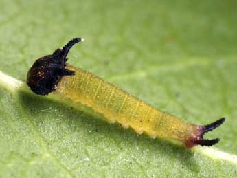  Chenille de Charaxes jasius L. - �Daniel Morel