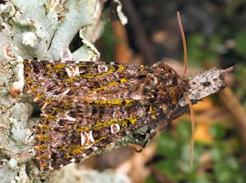 Valeria jaspidea Vill. adulte - �Daniel Morel