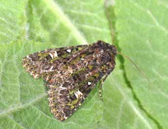 Valeria jaspidea Vill. adulte - �Philippe Mothiron