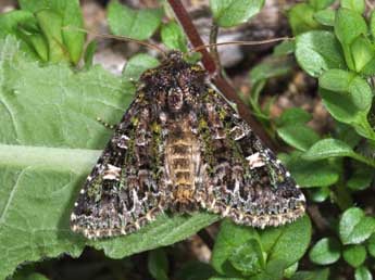 Valeria jaspidea Vill. adulte - �Philippe Mothiron