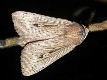 Leucania joannisi Bsn & Rgs adulte - �Herv� Guyot