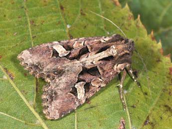 Trigonophora jodea H.-S. adulte - �Philippe Mothiron