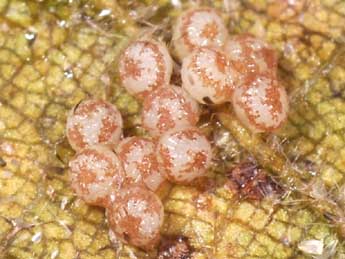  Oeuf de Trigonophora jodea H.-S. - �Philippe Mothiron