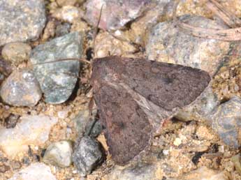 Xestia jordani Trti adulte - �Philippe Mothiron