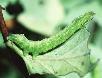  Chenille de Autographa jota L. - �Philippe Mothiron