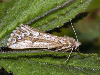 Compsoptera jourdanaria Serres adulte - �Daniel Morel