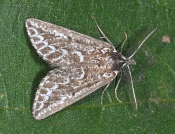  Oeuf de Compsoptera anargyra Trti - �Philippe Mothiron