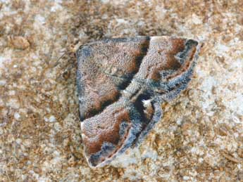 Odice jucunda Hb. adulte - �Daniel Morel