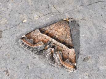 Odice jucunda Hb. adulte - �Philippe Mothiron