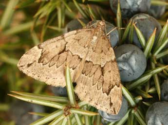 Thera juniperata L. adulte - �Daniel Morel