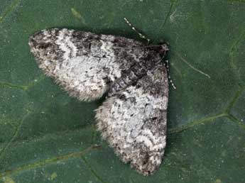 Perizoma obsoletata H.-S. adulte - �Daniel Morel