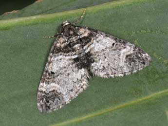 Perizoma juracolaria Whrl. adulte - �Philippe Mothiron