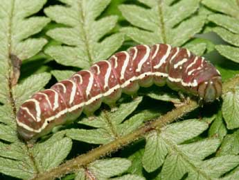  Chenille de Callopistria juventina Stoll - �Serge Wambeke