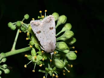 Caradrina kadenii Frr adulte - �Philippe Mothiron