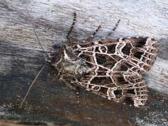 Sideridis kitti Schaw. adulte - �Daniel Morel