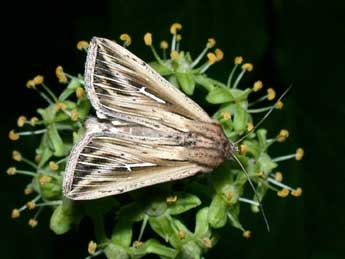 Mythimna l-album L. adulte - �Philippe Mothiron