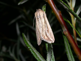 Mythimna l-album L. adulte - �Philippe Mothiron