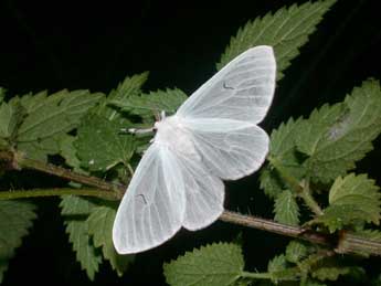 Arctornis l-nigrum M�ller adulte - �Philippe Mothiron