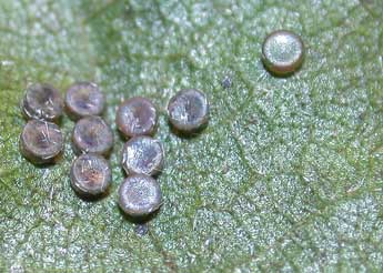  Oeuf de Arctornis l-nigrum M�ller - �Philippe Mothiron