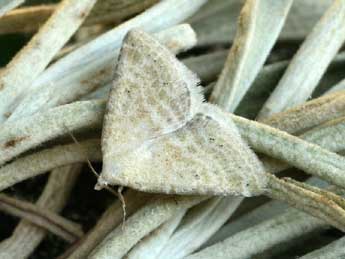 Rhypagla lacernaria Hb. adulte - �Daniel Morel