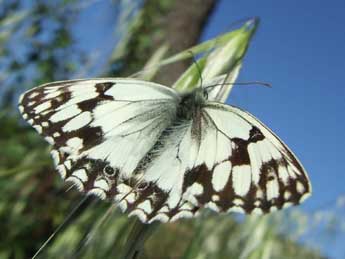 Melanargia lachesis Hb. adulte - �Ma�l Garrin