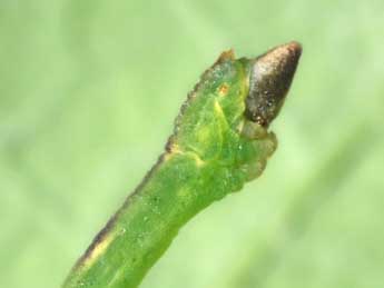  Chenille de Jodis lactearia L. - �Philippe Mothiron