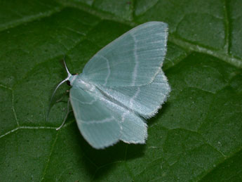 Jodis lactearia L. adulte - �Philippe Mothiron