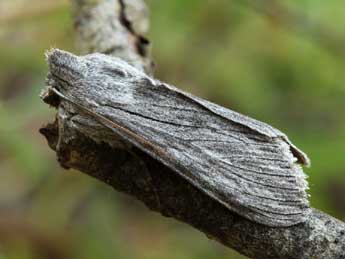 Cucullia lactucae D. & S. adulte - �Daniel Morel