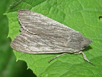 Cucullia lactucae D. & S. adulte - �Philippe Bachelard