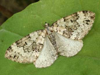 Colostygia laetaria Lah. adulte - �Daniel Morel