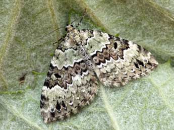 Colostygia laetaria Lah. adulte - �Daniel Morel