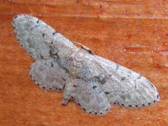 Idaea laevigata Scop. adulte - �Philippe Mothiron