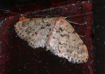 Idaea laevigata Scop. adulte - �Philippe Mothiron