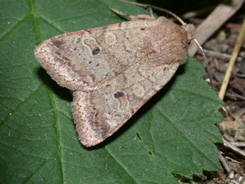 Propenistra laevis Hb. adulte - �Philippe Mothiron