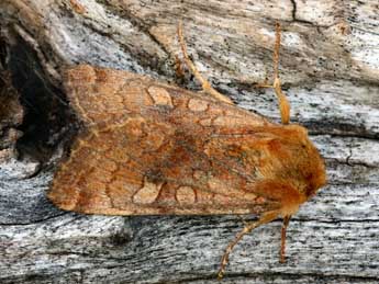 Sideridis lampra Schaw. adulte - �Daniel Morel