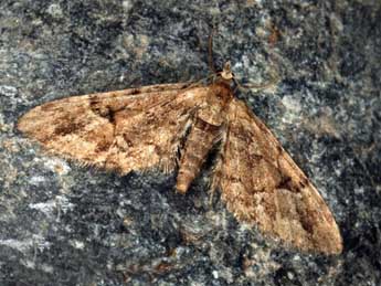 Eupithecia lanceata Hb. adulte - �Daniel Morel