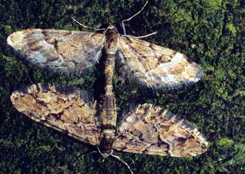 Eupithecia lanceata Hb. adulte - �Fran�ois Spill