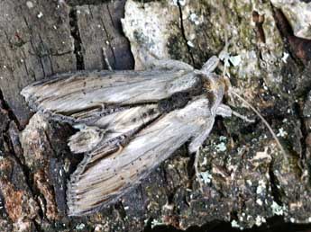 Cucullia thapsiphaga Tr. adulte - �Daniel Morel