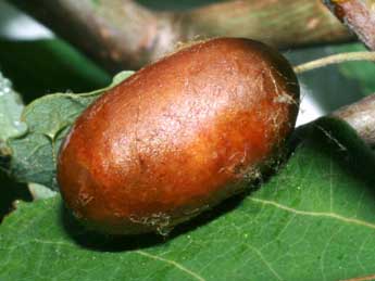  Chrysalide de Eriogaster lanestris L. - �Serge Wambeke