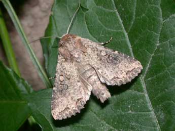 Mythimna languida Wlk. adulte - �Philippe Mothiron